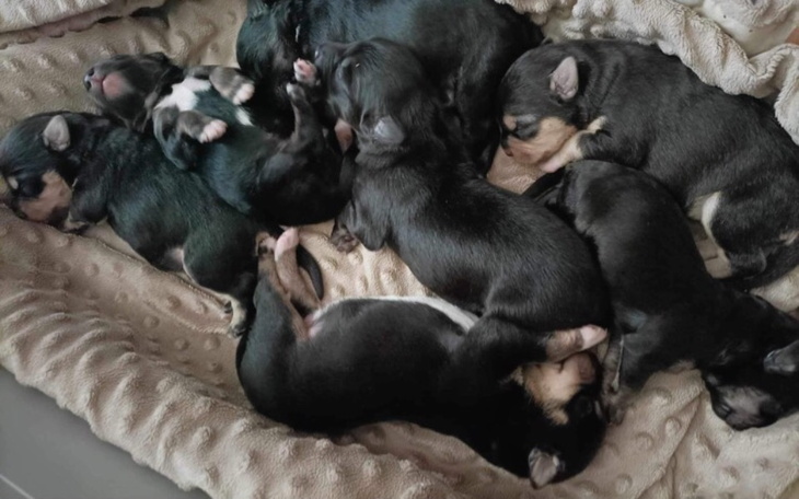 Zbiórka Pomoc suczce z szczeniakami - zdjęcie główne