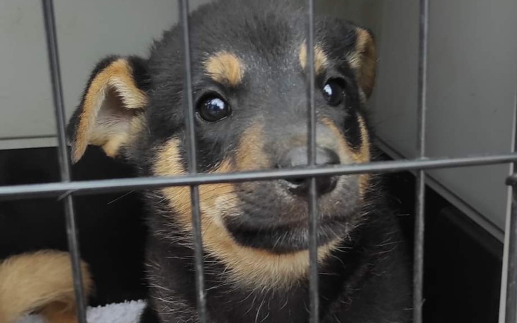 Zbiórka Profilaktyka dla maluchów - zdjęcie główne