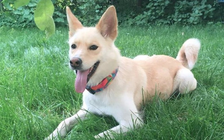 Zbiórka HALINKA- znaleziony pies - zdjęcie główne