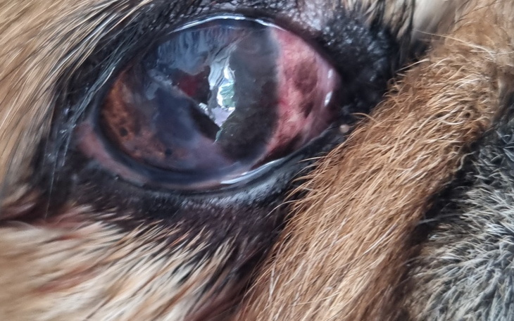 Zbiórka Operacja oka, leczenie, tabletki - zdjęcie główne