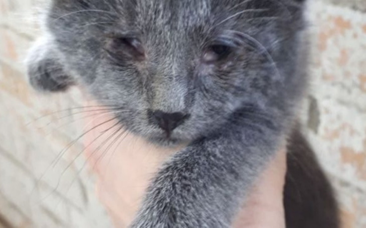 Zbiórka Lulu Help - zdjęcie główne