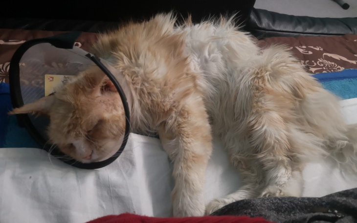 Zbiórka Leki dla kotka z białaczką - zdjęcie główne