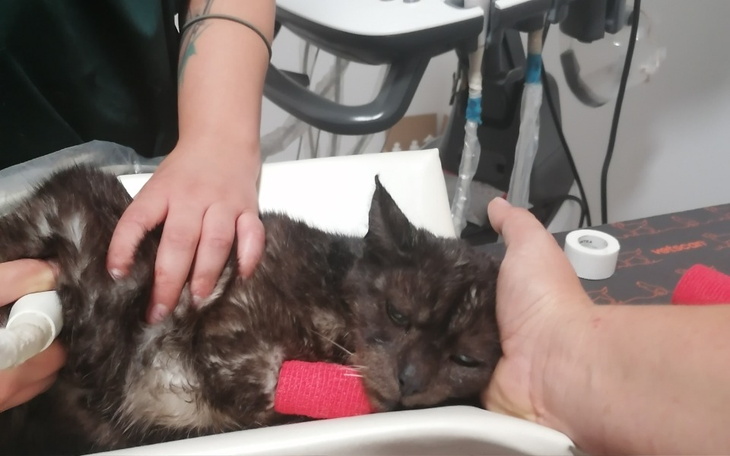 Zbiórka Pomoc dla Koszutka - zdjęcie główne