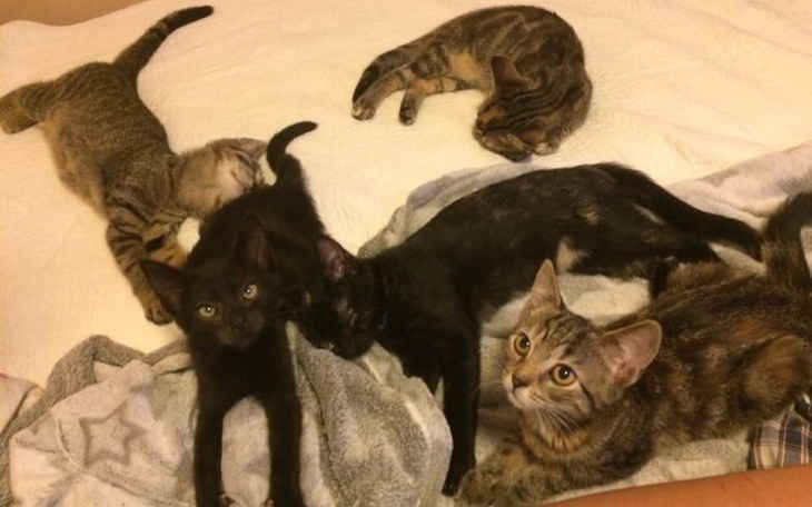 Zbiórka FakturaZaLeczwnieKarmaŻwirek - zdjęcie główne