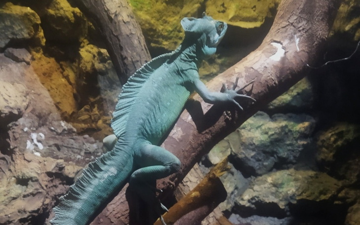 Jaszczurka wspinająca się na gałąź w naturalnym środowisku.