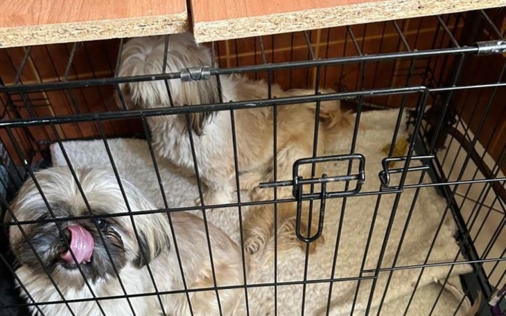 Dwa małe psy w klatce, jeden z nich wystawia język.