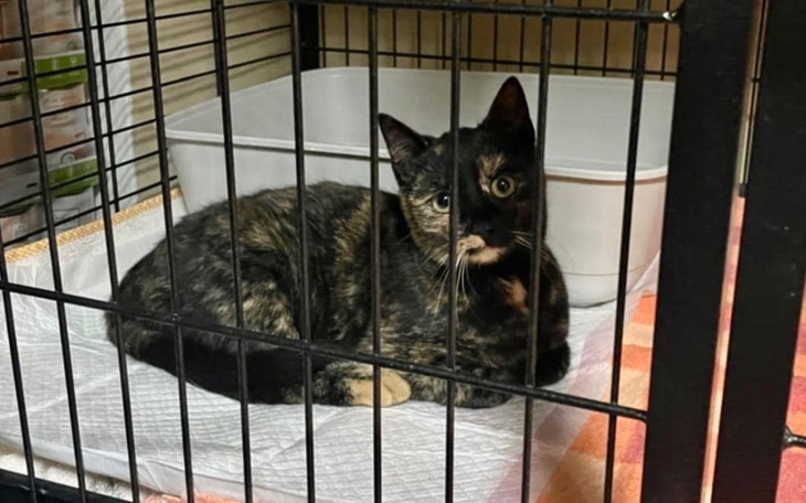 Zbiórka Semi - zdjęcie główne