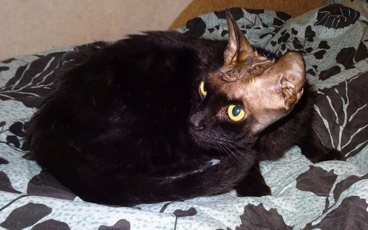 Zbiórka Operacja guza mózgu u Pysi - zdjęcie główne