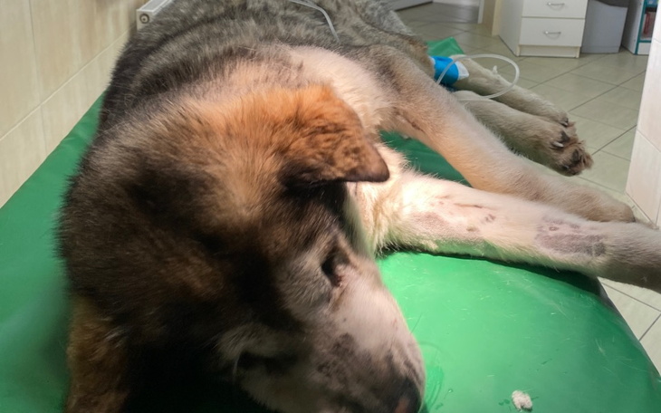 Zbiórka Leczenie wycieńczonej Loli - zdjęcie główne