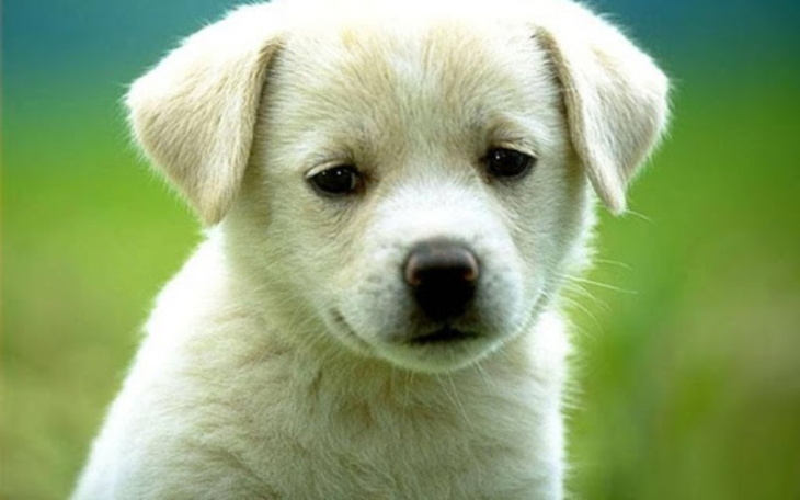 Zbiórka pomoc dla bez domnych zwierzat - zdjęcie główne