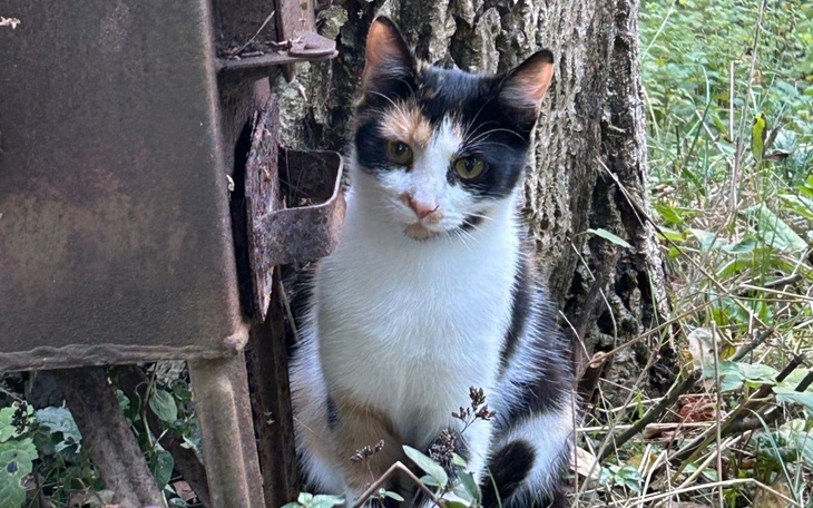 Zbiórka Potrzebna pomoc kotkom - zdjęcie główne