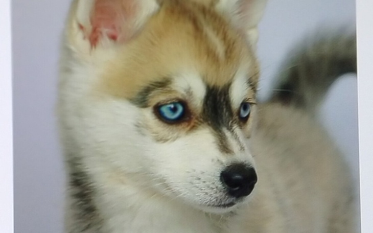 Zbiórka Zbieram na psa moim marzeń - zdjęcie główne