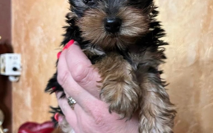 Zbiórka Na małego pieska. - zdjęcie główne