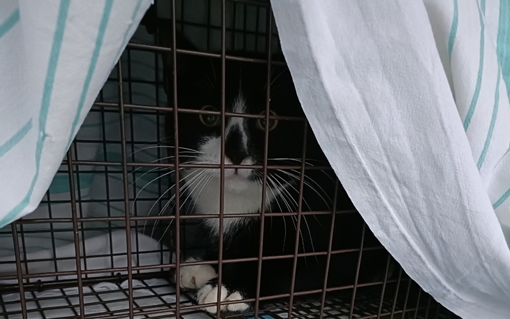 Zbiórka Kastracje i zimowe zapasy - zdjęcie główne