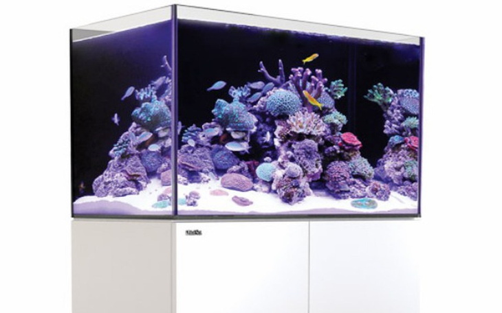 Zbiórka Akwarium morskie - zdjęcie główne