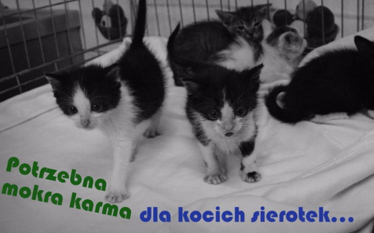Zbiórka Karma dla kocich sierotek - zdjęcie główne