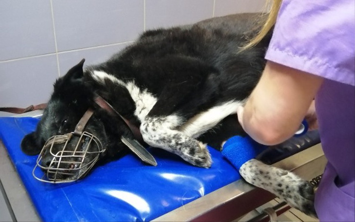 Zbiórka Leczenie prostnicy - zdjęcie główne