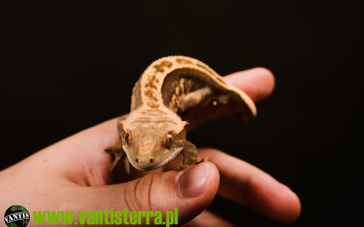 Gekon trzymany w dłoni, z wyraźnym wzorem na skórze.