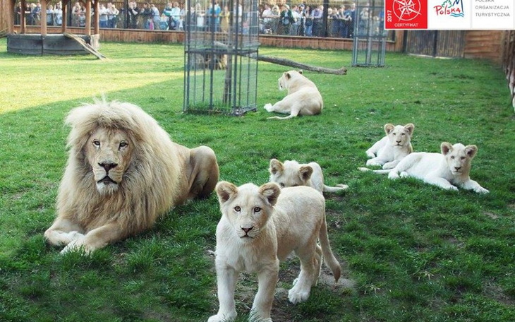 Zbiórka Pomoc dla ZOO w Borysewie - zdjęcie główne