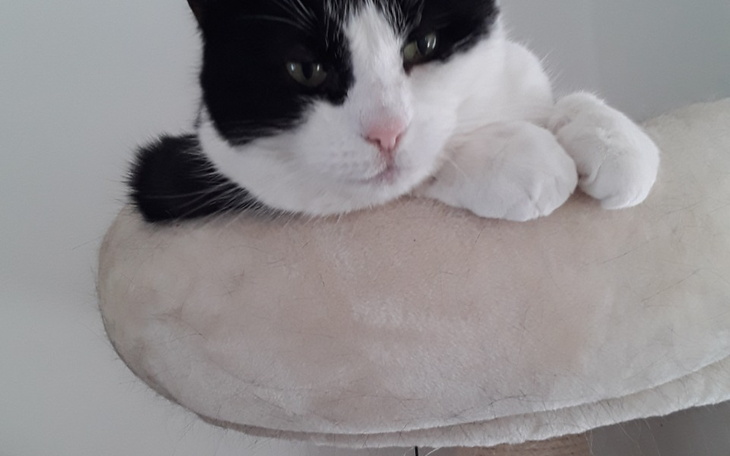 Zbiórka Operacja i dalsze leczenie kota - zdjęcie główne