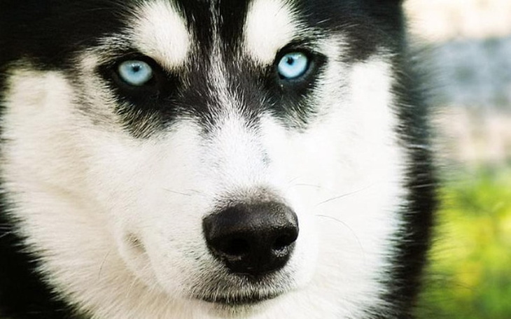 Zbiórka Na ratowanie psów - zdjęcie główne