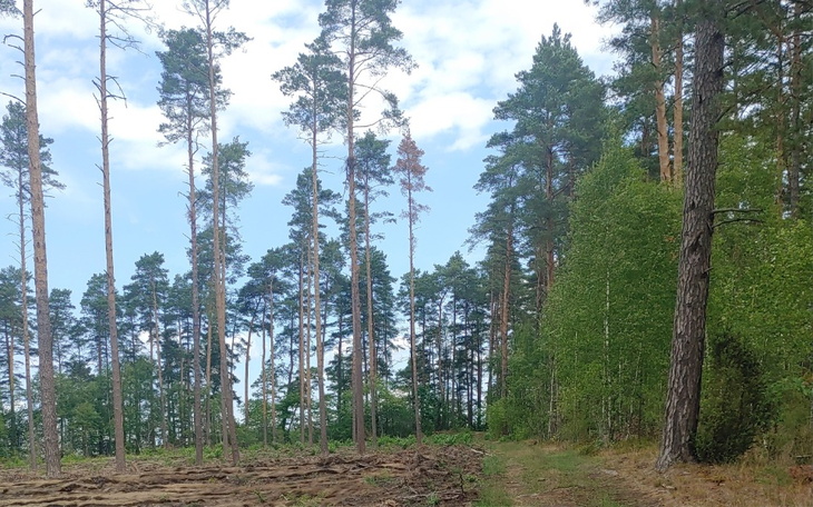 Zbiórka Zadłużenia samotnej matki - zdjęcie główne