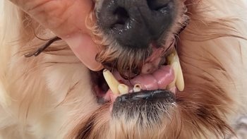 Zbiórka Maltańczyk ze straconym życiem - miniaturka zdjęcia