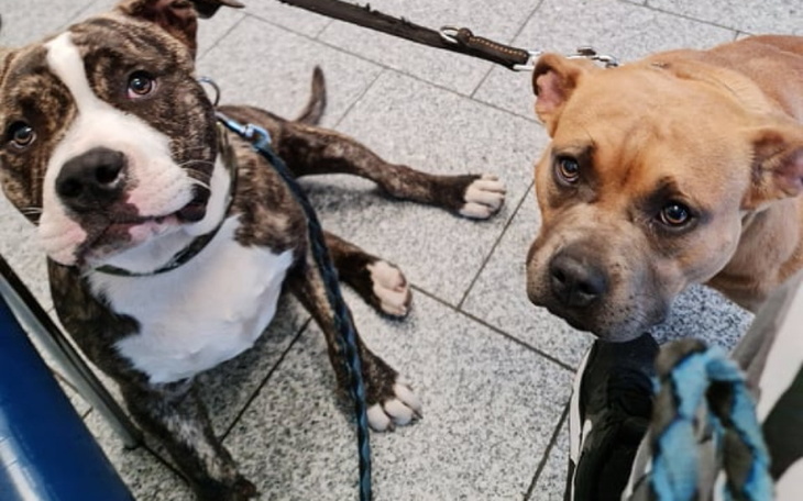 Zbiórka Amstaffy- hotele i nie tylko - zdjęcie główne