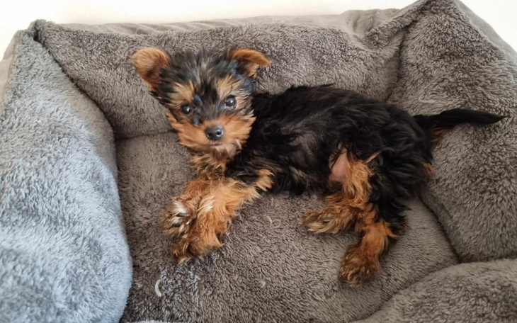 Zbiórka Operacja dla Milo - zdjęcie główne