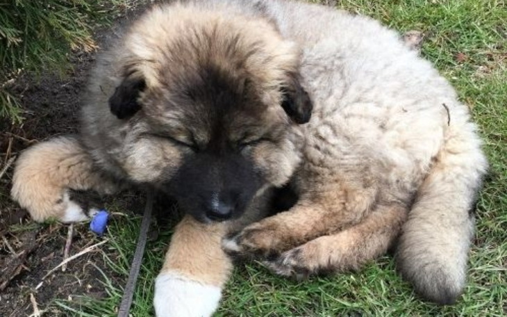 Zbiórka Silna anemia Myszki cód że żyje - zdjęcie główne