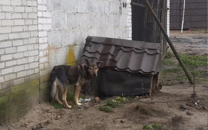 Zbiórka zabrany z łańcucha Azorek - zdjęcie główne