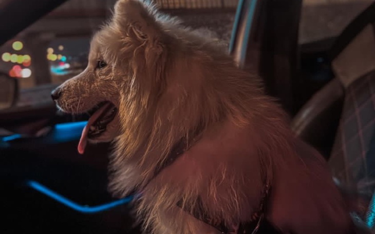 Zbiórka Operacja i Leczenie Kokosa - zdjęcie główne