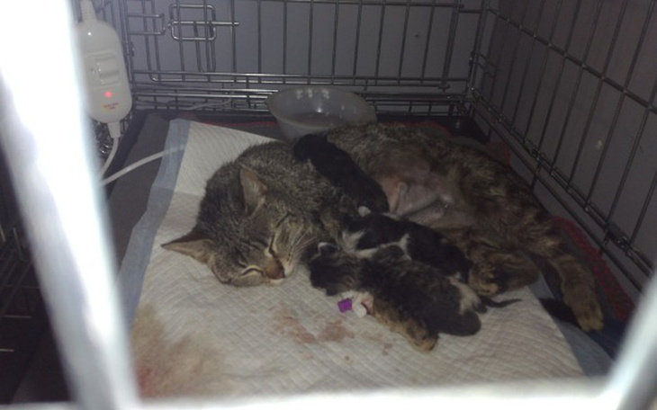 Zbiórka TOZ Bytom -Kotka z 3 maluchami - zdjęcie główne