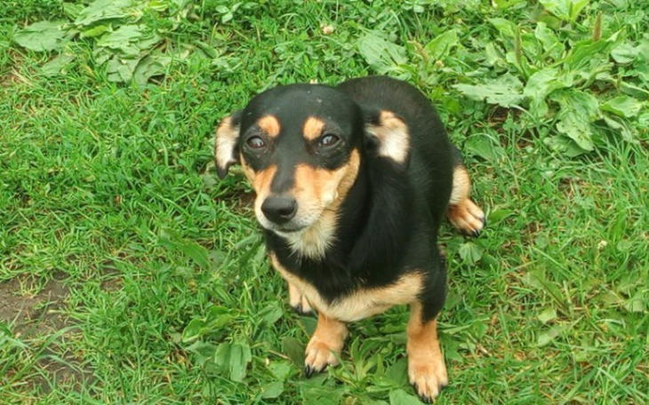 Zbiórka Czy uda mi się pomóc??? ☺ - zdjęcie główne