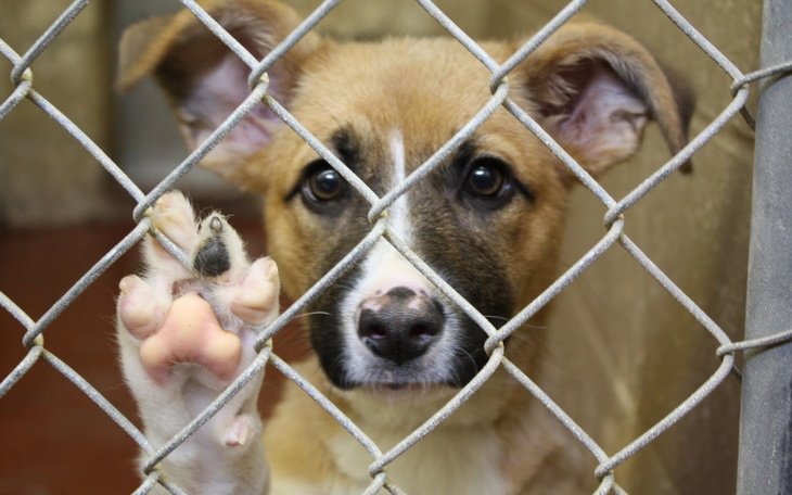 Zbiórka Na schronisko dla zwierząt_. - zdjęcie główne