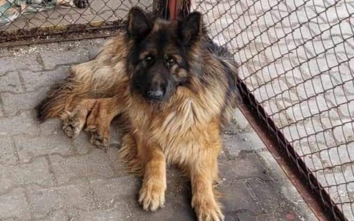 Zbiórka Dwie sunie do ocalenia. - zdjęcie główne