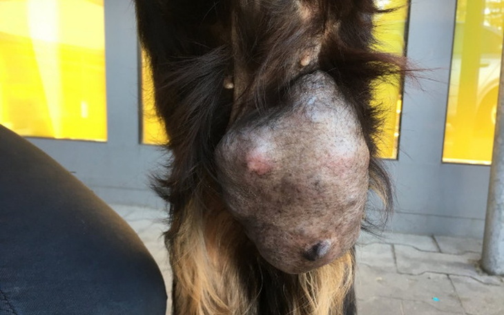 Zbiórka Netunia z potwornym guzem - zdjęcie główne