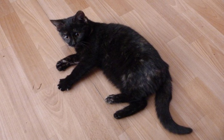 Zbiórka Operacja nogi dla młodej Kitki - zdjęcie główne