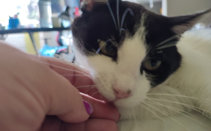 Zbiórka Ratunek dla Merlina - RINOSKOPIA - zdjęcie główne