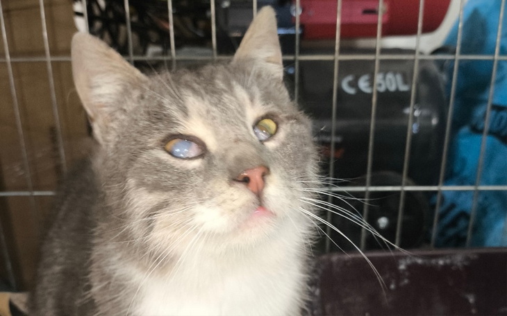 Kot z niepełnosprawnością wzroku, patrzący w górę.