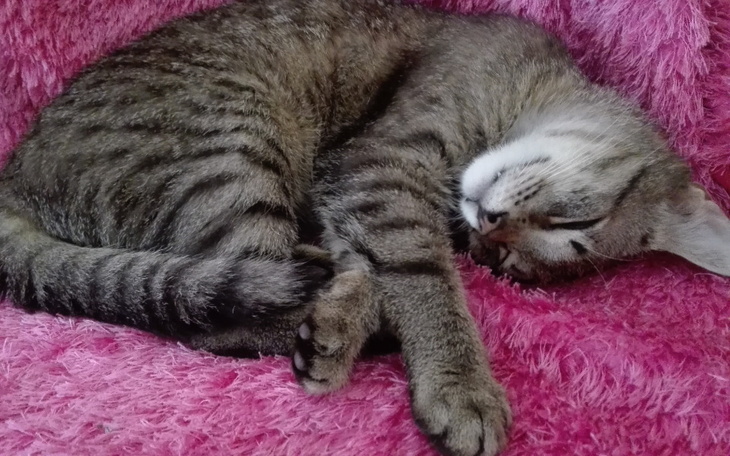 Śpiący kot na różowym kocu, w wygodnej pozycji.