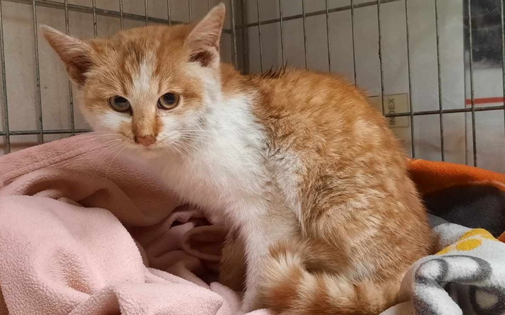 Zbiórka Skulony kociak pod sklepem Ratuj - zdjęcie główne