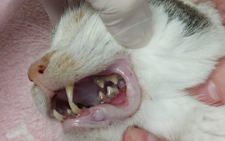 Kot z otwartą paszczą, pokazujący zęby podczas badania.