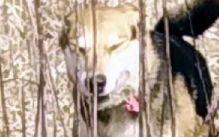 Zbiórka Zbieram na maczka. - zdjęcie główne