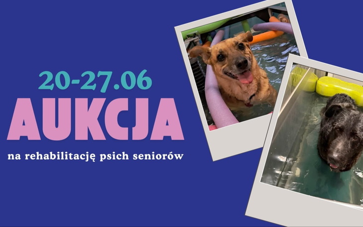 Kolorowy plakat z kwiatami i zdjęciami psa