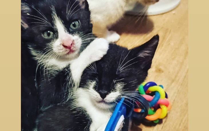 Zbiórka Mirabell - zdjęcie główne