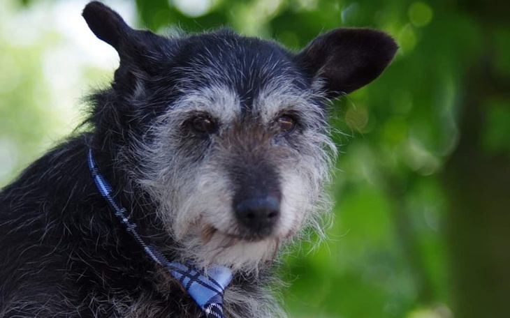 Zbiórka Drużyna Janusza - zdjęcie główne