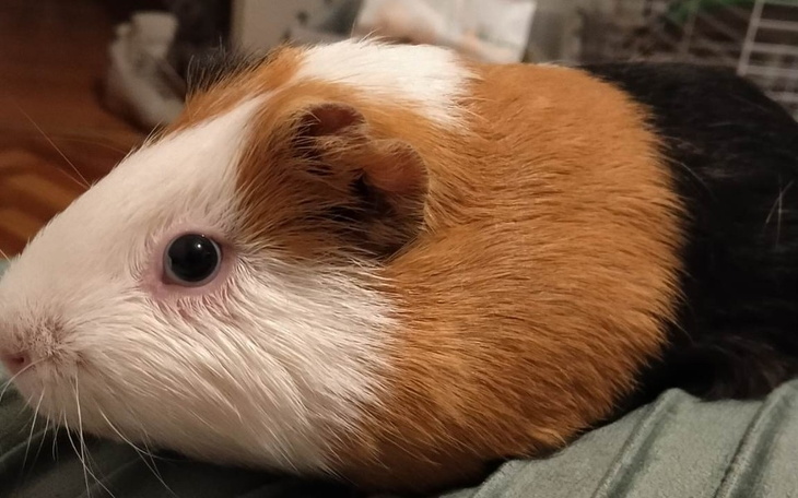 Świnka morska leżąca na ramieniu, z ciekawym spojrzeniem.