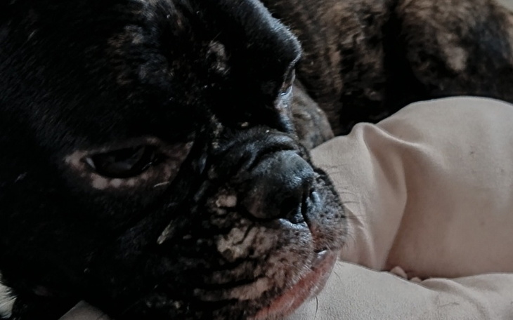 Zbiórka Walka o życie Balbinki - zdjęcie główne