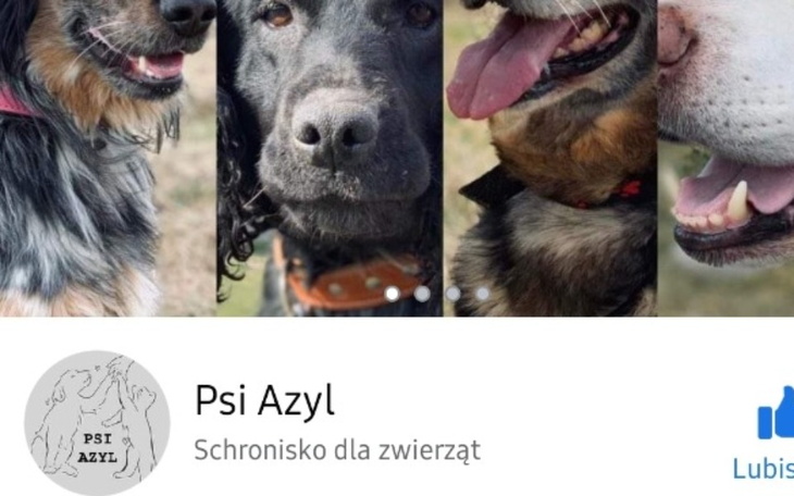 Zbiórka Psi Azyl stwórzmy niebo dla psów - zdjęcie główne